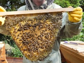 Natural Beekeeping Intro - under 6