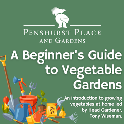 A Beginner's Guide to Vegetable Gardens