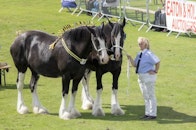 The Ashbourne Show 2018 - Entry Form: Livestock and Heavy Horse