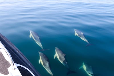 Private Charter Boat Trip to the Treshnish Islands for Oban Lesbian+ Weekend gue